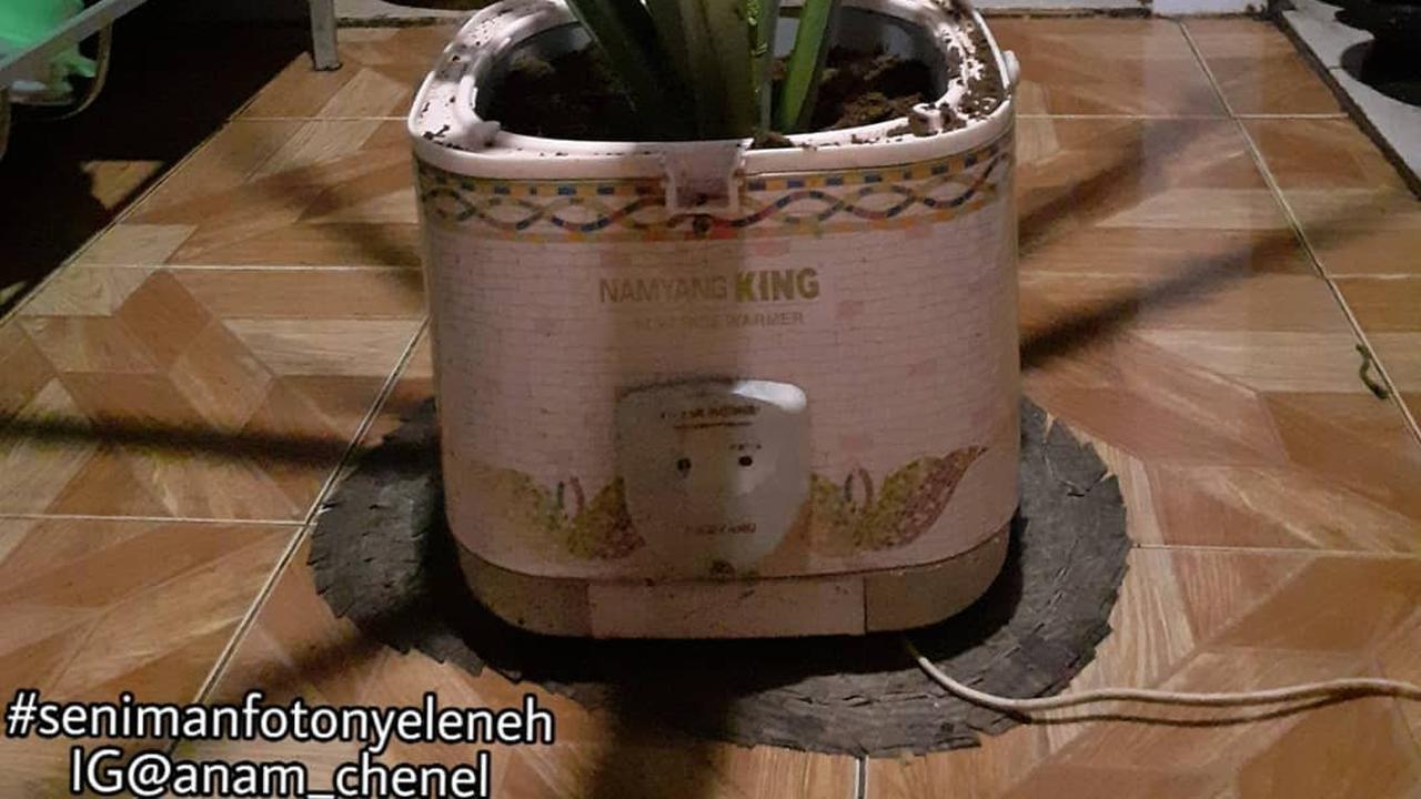 Demam Tanaman Bikin Barang-Barang Di Rumah Kena Mental